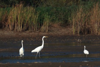 görüntü doğa serisi