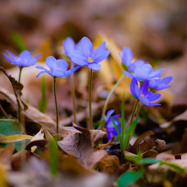 görüntü doğa serisi
