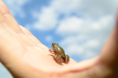 görüntü doğa serisi