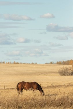 görüntü doğa serisi