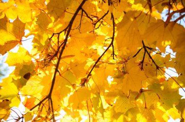 görüntü doğa serisi