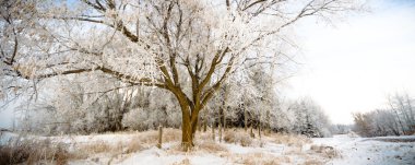 görüntü doğa serisi