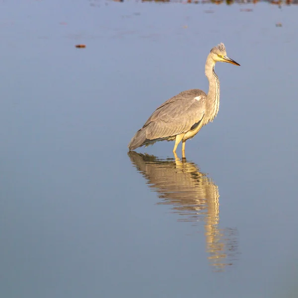 Imagem da série natureza — Fotografia de Stock