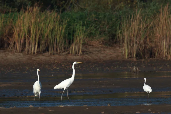 görüntü doğa serisi