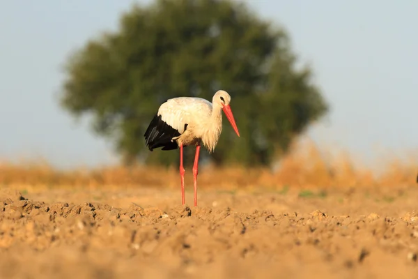 Immagine dalla serie natura — Foto Stock