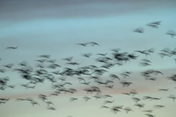 Immagine dalla serie natura — Foto Stock