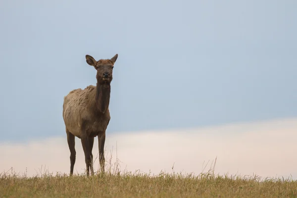 Immagine dalla serie natura — Foto Stock