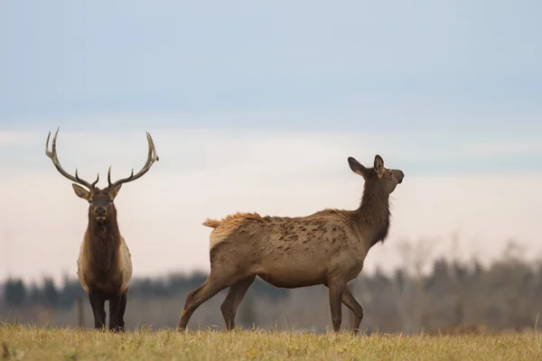 Obraz z serii natura — Zdjęcie stockowe