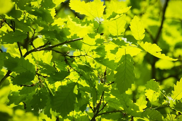 Bild från naturen-serien — Stockfoto