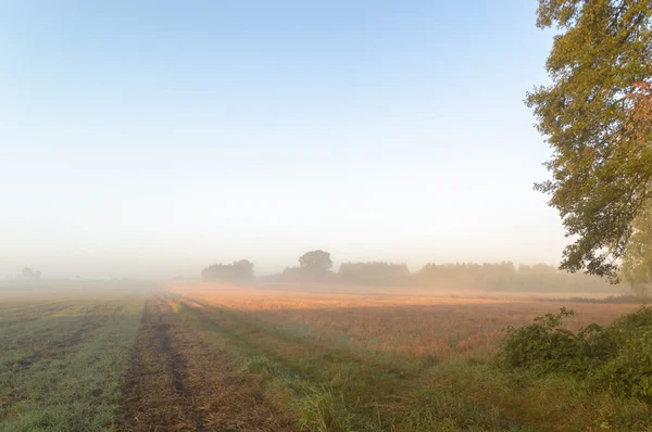 Beeld uit natuur-serie — Stockfoto