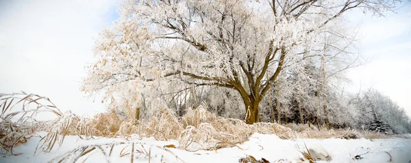 Obrázek ze série nature — Stock fotografie