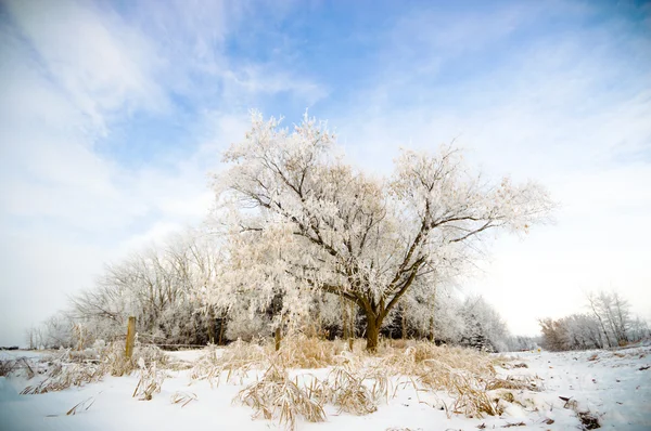 Beeld uit natuur-serie — Stockfoto