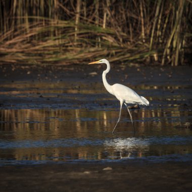 görüntü doğa serisi