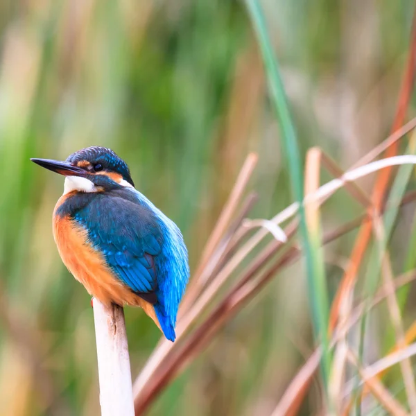 Bild från naturen-serien — Stockfoto