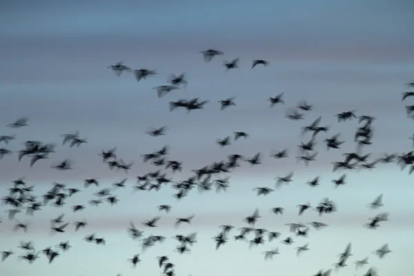 Immagine dalla serie natura — Foto Stock