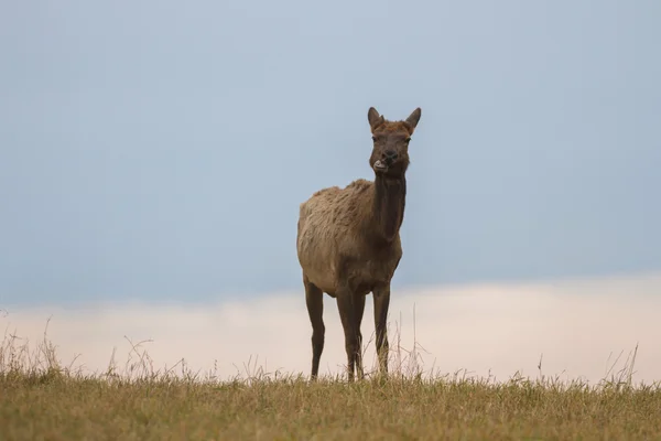 Beeld uit natuur-serie — Stockfoto