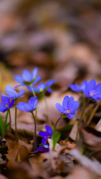 Bilder från naturen-serien — Stockfoto