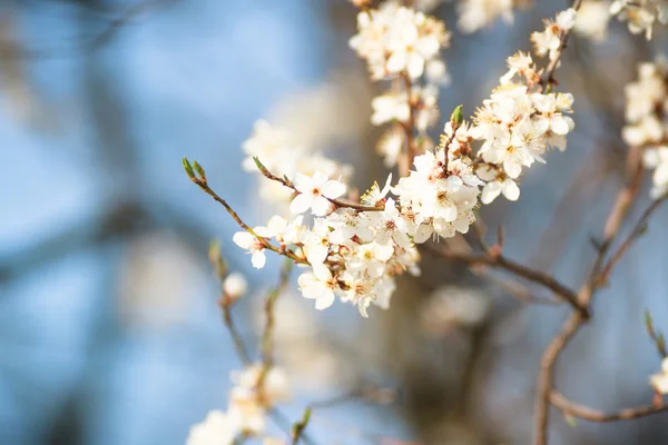 Imag z serii natura — Zdjęcie stockowe