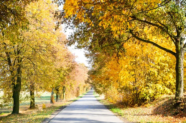 Bilder från naturen-serien — Stockfoto