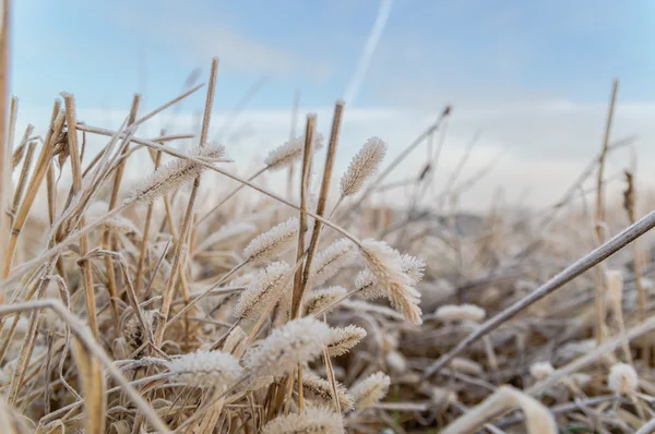 Bilder från naturen-serien — Stockfoto