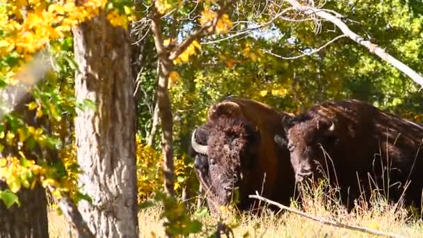 Fotoreihe aus der Natur — Stockvideo