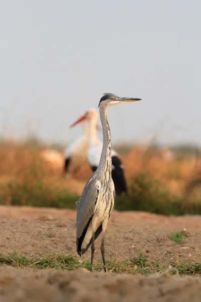 Imag z serii natura — Zdjęcie stockowe