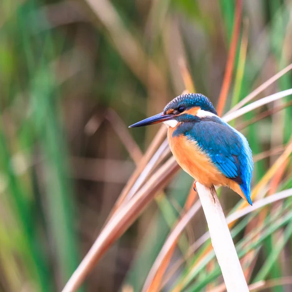 Imag de la serie de naturaleza — Foto de Stock