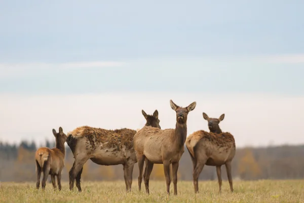 Imag z serii natura — Zdjęcie stockowe