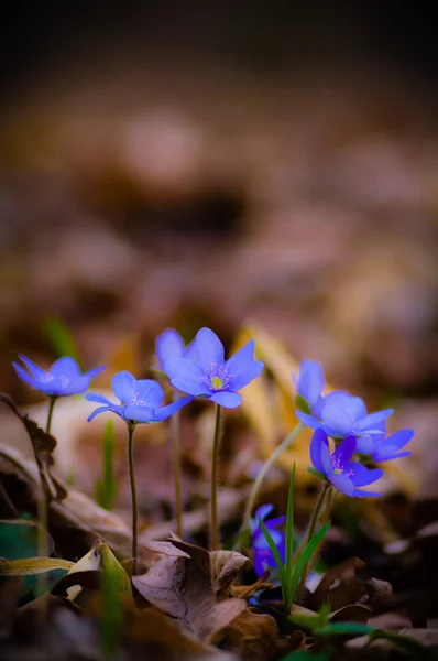 Bilder från naturen-serien — Stockfoto