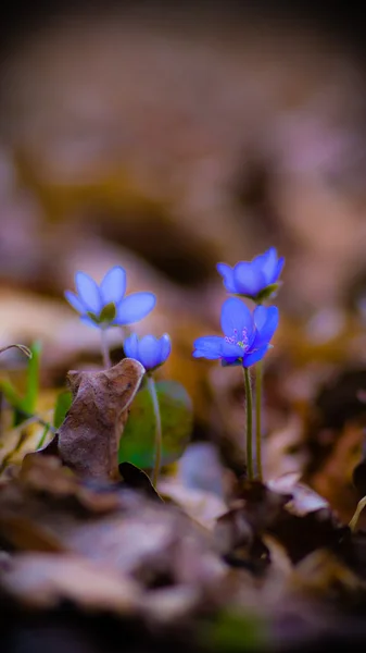 Bilder från naturen-serien — Stockfoto