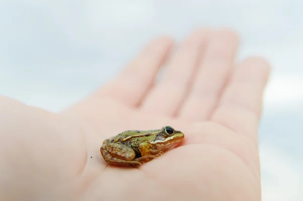 Imag da serie natura — Foto Stock