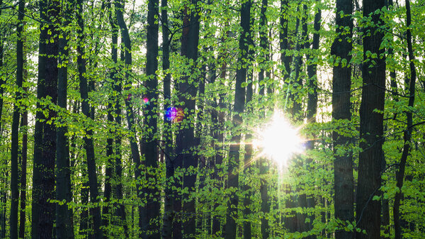 Кадр из сериала Nature
