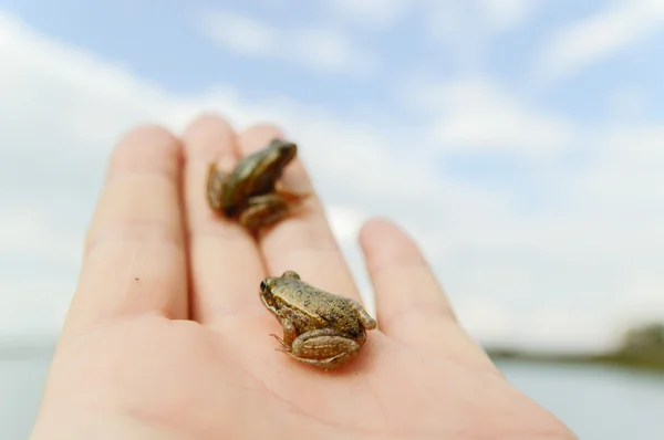 Imag da serie natura — Foto Stock