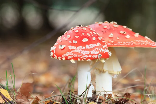 IMAG uit natuur-serie — Stockfoto