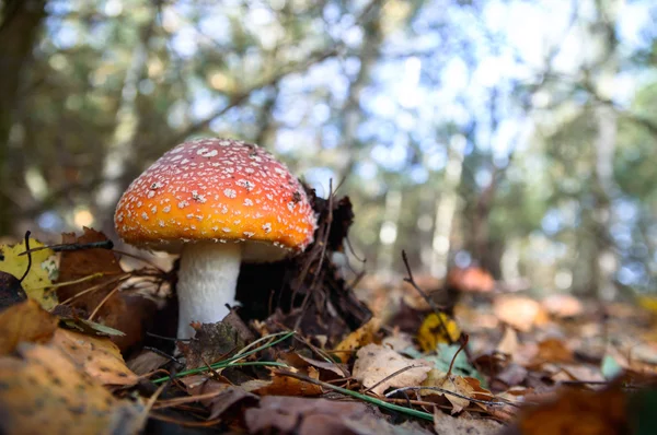 IMAG uit natuur-serie — Stockfoto