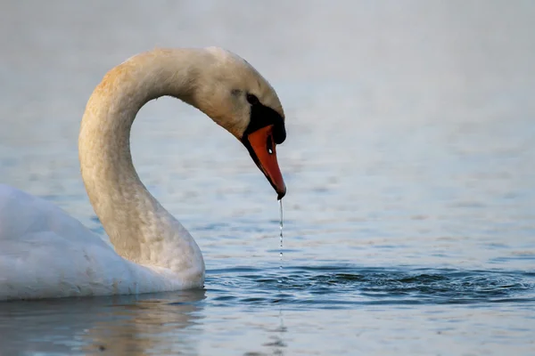 Imagem da série natureza — Fotografia de Stock