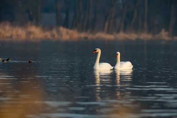 A természetvédelmi sorozat kép — Stock Fotó