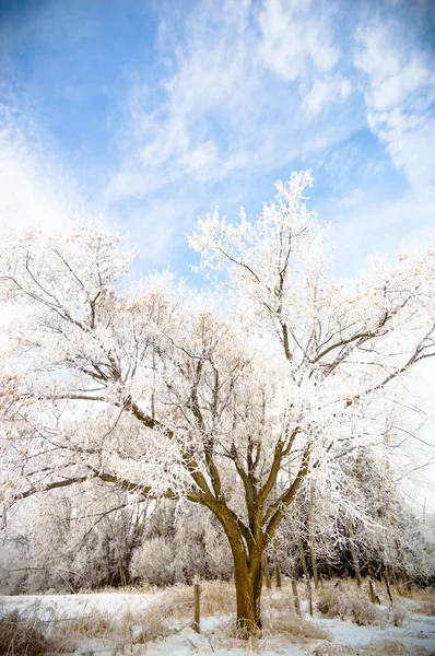 Obrázek ze série nature — Stock fotografie