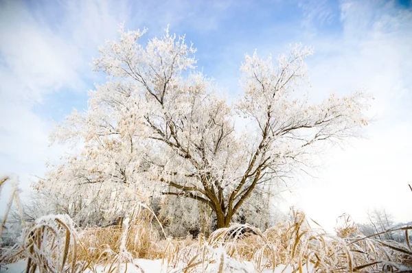 Obrázek ze série nature — Stock fotografie