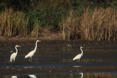 görüntü doğa serisi