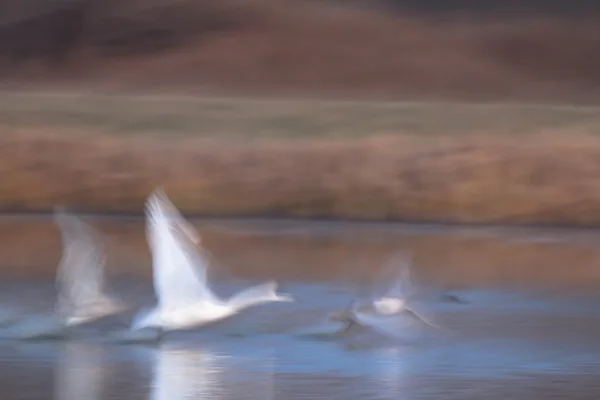 Obrázek ze série nature — Stock fotografie