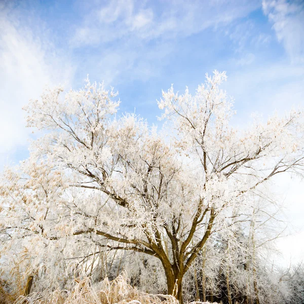 Beeld uit natuur-serie — Stockfoto