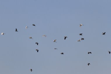 görüntü doğa serisi