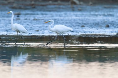 görüntü doğa serisi