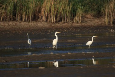 görüntü doğa serisi