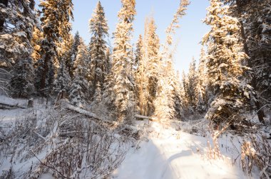 doğa serisi görüntüleri