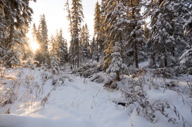 doğa serisi görüntüleri