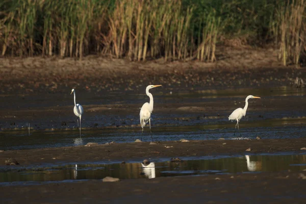 görüntü doğa serisi