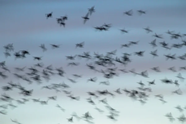 Imagem da série natureza — Fotografia de Stock