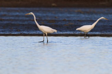 doğa serisi görüntüleri